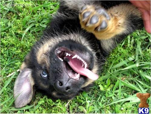Puppies in Tampa